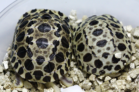 Breeding Radiated tortoises at Sodas Tortoise Garden